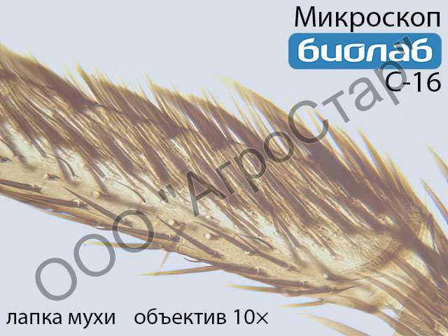 Biolab_C-16_housefly-legs-10x_1