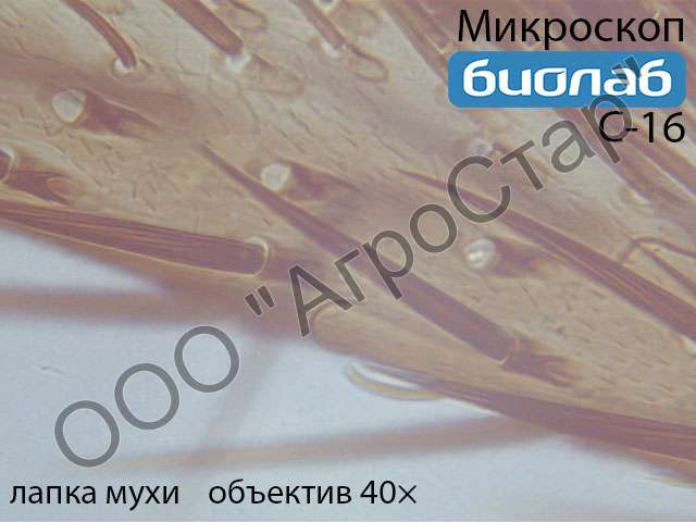 Biolab_C-16_housefly-legs-40x_1