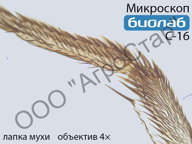 Biolab_C-16_housefly-legs-4x_1
