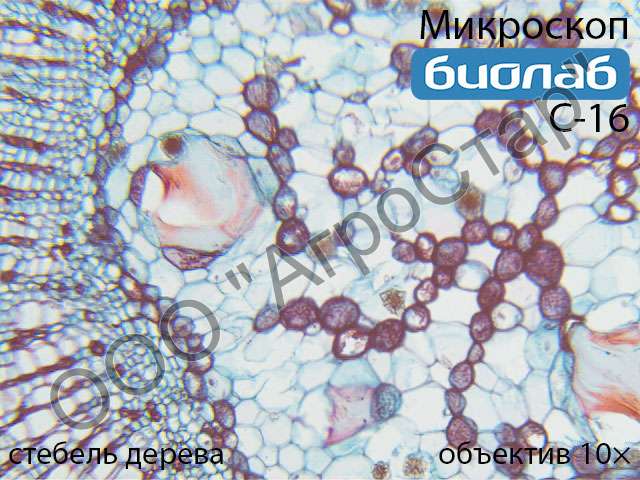 Biolab_C-16_stem-of-wood-10x_1