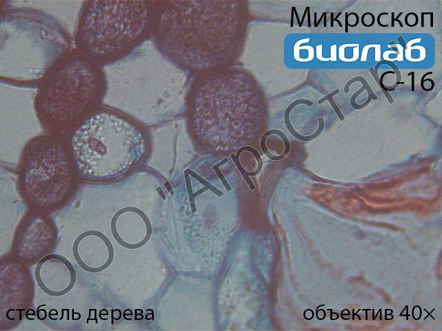 Biolab_C-16_stem-of-wood-40x_1