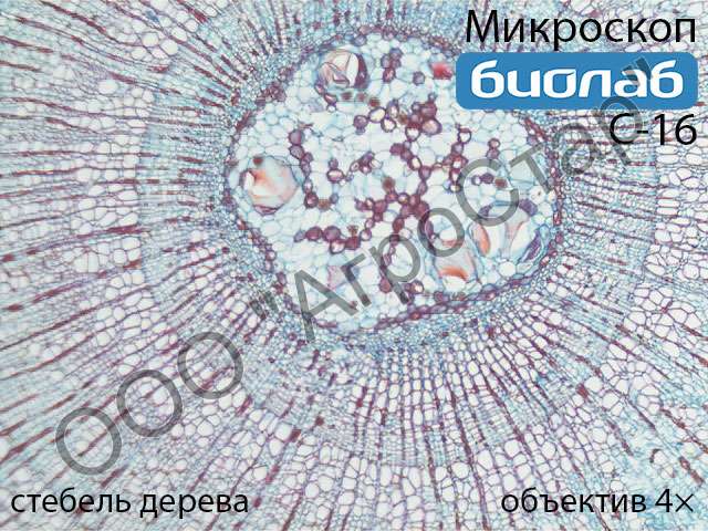 Biolab_C-16_stem-of-wood-4x_1